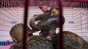 AFTER COVID-19, SOUTHEAST ASIA STRONGLY FAVOURS CRACKDOWN ON WILDLIFE TRADE